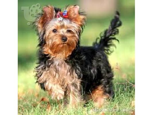 Yorkshire Terrier Καθαροαιμα κουτάβια ευκαιρία 698 93 97 987 ΑΘΗΝΑ...